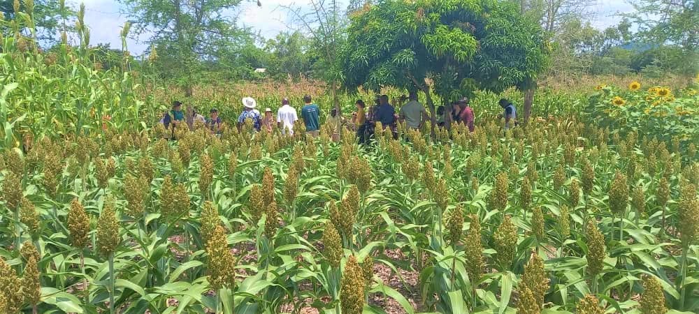 Exploring climate change impacts on Agriculture